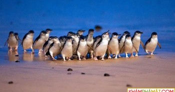 5.200 chim cánh cụt nhỏ nhất thế giới lạch bạch trên bãi biển trong cuộc diễu hành kỷ lục