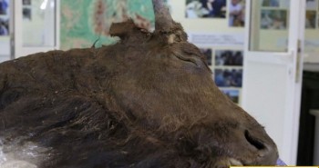 Kế hoạch nhân bản bò rừng bison tuyệt chủng 8.000 năm của các nhà khoa học Nga
