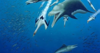 Hóa thạch tiết lộ loài cá heo quái vật dài 4,6m