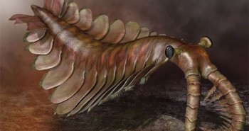 30 con mắt trong đá hé lộ "quái vật" khủng khiếp 500 triệu tuổi