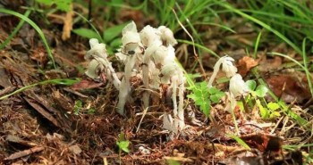 Phát hiện loài thực vật "bạch tạng" quý hiếm ở Cát Lâm