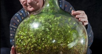 Bí mật thí nghiệm "hồ cạn khép kín" giúp thực vật "bất tử" trong 6 thập kỷ