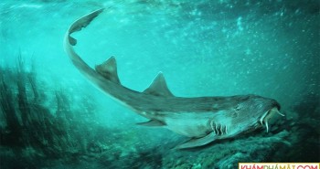 Phát hiện răng hoá thạch loài cá mập cổ đại hoàn toàn mới