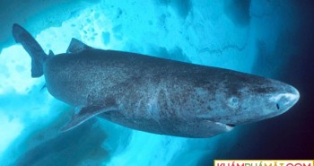Loài cá mập kỳ dị nhất thế giới
