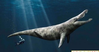 Mất tích 152 triệu năm, "T-rex đại dương" hiện ra bất ngờ giữa bảo tàng