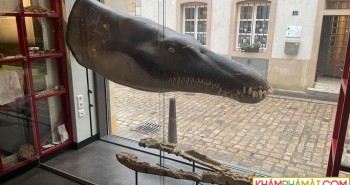 Lộ diện "chúa tể đại dương" kỷ Jura có thân hình dài 6m