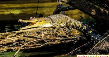Các nhà khoa học phát hiện ra loài cá sấu mới ở Trung Phi
