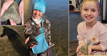 Bé gái 9 tuổi tìm thấy răng của quái vật Megalodon