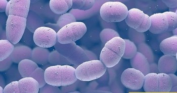 Bệnh tình dục ít người biết sắp biến thành siêu khuẩn