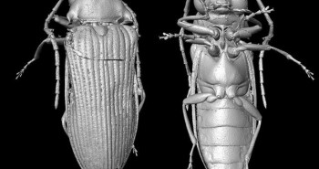 Tái tạo hình ảnh bọ cánh cứng từ kỷ Phấn trắng 99 triệu năm trước