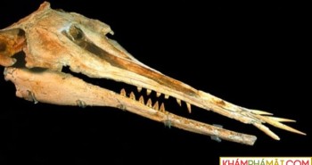 Phát hiện cá heo 25 triệu năm tuổi với hàm răng kỳ lạ