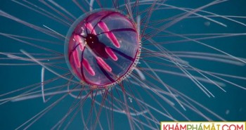 Các nhà khoa học phát hiện ra loài sứa "pháo hoa đại dương", đặt tên theo ác quỷ tóc rắn Medusa