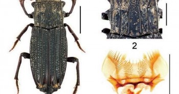 Công bố phát hiện một số loài côn trùng mới tại Việt Nam