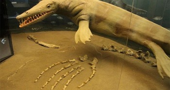 Phát hiện "quái vật khổng lồ" cổ đại có răng giống tuốc nơ vít