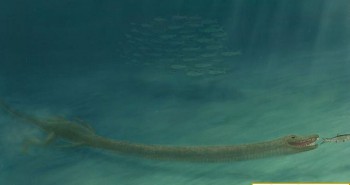 Choáng váng với hóa thạch quái vật biển có cổ dài tới 3m