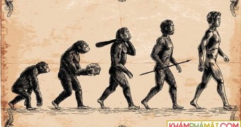 Loài người có còn tiến hóa nữa không?