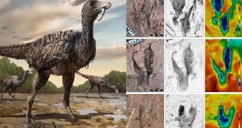 Lộ diện quái điểu lai khủng long cao 5m ở Trung Quốc