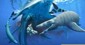Phát hiện hóa thạch thương long có bộ răng giống cá mập