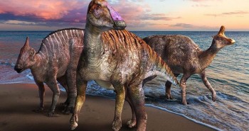 Phát hiện hóa thạch cực hiếm tiết lộ khủng long mỏ vịt mới