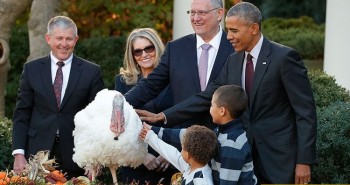 Vì sao Tổng thống Mỹ lại phải ân xá cho gà tây?