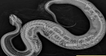 Ảnh X quang cho thấy rắn hổ mang nước nuốt gọn trăn Miến Điện