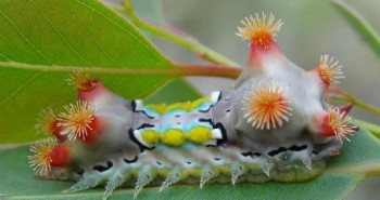 Tìm thấy chất độc trong sâu bướm có tác dụng y học