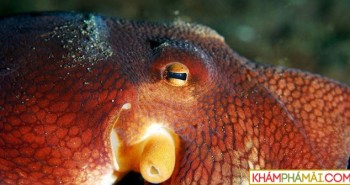 Khám phá bí mật về bạch tuộc - Loài "quái vật" biển cả