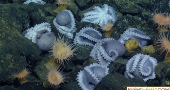 Phát hiện “bệnh viện phụ sản” cực hiếm dưới biển sâu của hàng nghìn con bạch tuộc