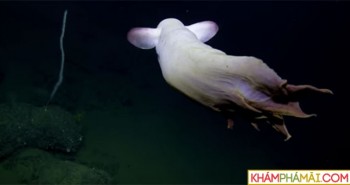 Cận cảnh bạch tuộc "ma" siêu hiếm gặp dưới đáy biển sâu