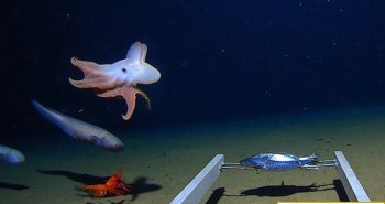 Lần đầu tiên ghi hình bạch tuộc ở độ sâu 7.000m