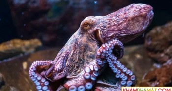 Đặc điểm nhận dạng độc nhất của bạch tuộc