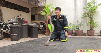 Lính cứu hỏa Thái Lan hướng dẫn bắt rắn hổ mang bằng tay không