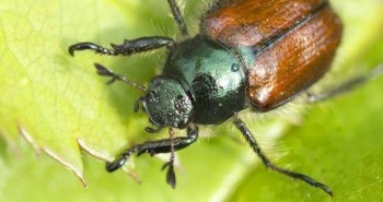 Tìm hiểu về loại bọ cánh cứng phá hoại mùa màng ở Việt Nam