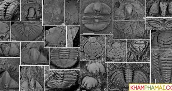 Tuyệt tích 510 triệu năm, quái vật Cambri "hiện hình" nguyên vẹn