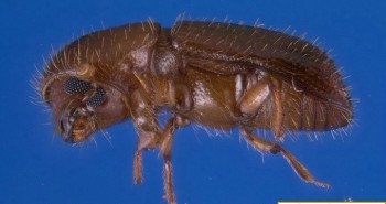 Loài bọ cánh cứng kỳ lạ biết "làm nông nghiệp"