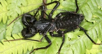 Loài bọ cạp phun axit khiến kẻ thù bỏ chạy, Việt Nam có đầy!