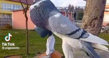 Sự thật về clip chim bồ câu đột biến, kiểu dáng kỳ dị gây sốc mạng xã hội