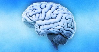 Người có não to sẽ thông minh hơn, nhớ lâu hơn?