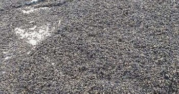"Rợn người" trước cảnh hàng triệu con bọ phủ kín đen kịt trên bãi biển