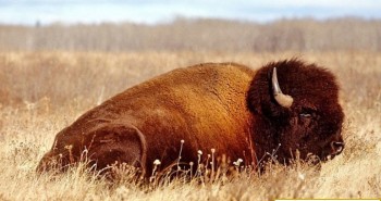 Nga đưa bò bison tới Bắc Cực để thay thế voi ma mút