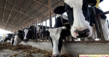 Trung Quốc nhân bản thành công 3 con bò siêu sữa