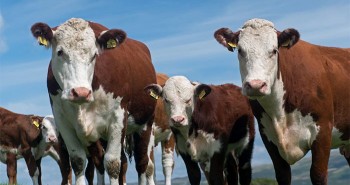 Bò sữa có thể được cho ăn chất ức chế methane để cắt giảm khí thải nhà kính
