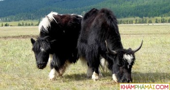 Đây chính là loài vật quan trọng nhất đối với người Tây Tạng