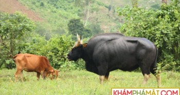 Độc lạ loài bò lớn nhất thế giới ở Việt Nam: Nặng tới 2 tấn, mang nguồn gene quý hiếm