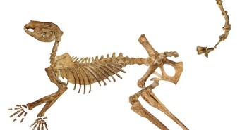 Australia phát hiện hóa thạch của 3 loài chuột túi cổ đại khổng lồ mới