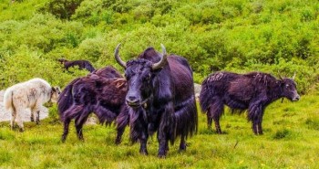 Tại sao những người chăn nuôi lại muốn bò yak nhà lai tạo với bò yak hoang dã?