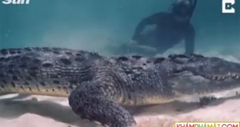 Rợn người cảnh thợ lặn đối đầu với cá sấu khổng lồ ở Mexico