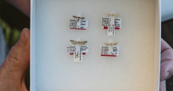 Phát hiện 4 loài bướm đêm kích thước bằng con muỗi