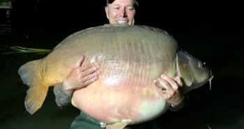 Cá chép khổng lồ nặng 51kg bất ngờ cắn câu cần thủ