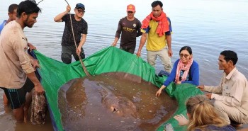 Ngư dân Campuchia bắt được cá đuối gai độc khổng lồ ở sông Mekong